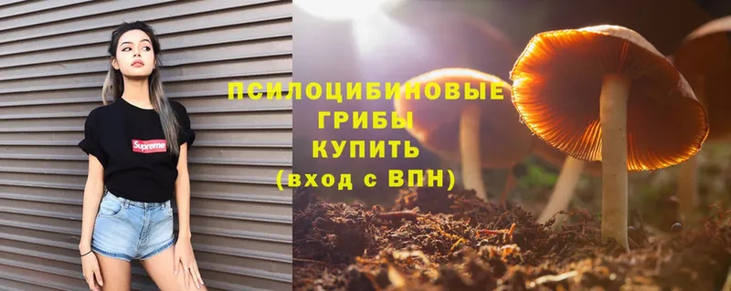 Псилоцибиновые грибы Magic Shrooms  где можно купить   Тетюши 